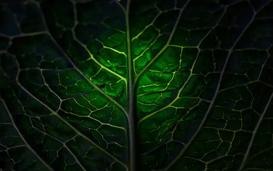 зелёный, leaf, лист, текстура