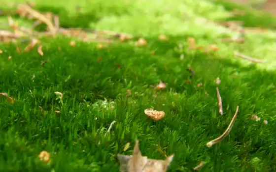 ковёр, зелёный, трава, лес, роса, листья, природа, осень, trees, листва, 