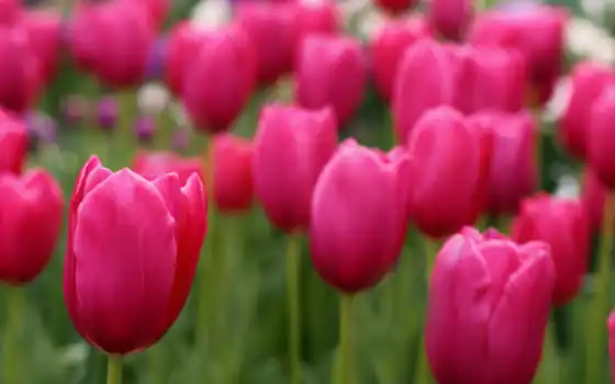 цветы, тюльпан, розовый, поле, лепесток, размытость