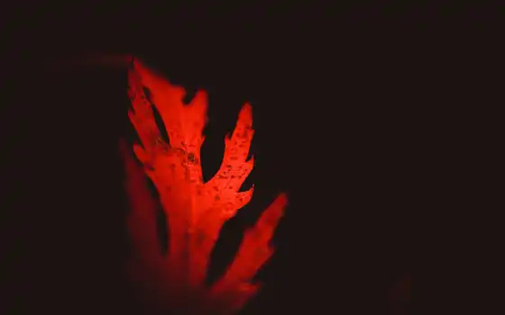 leaf, darkness, цветы, have, mmo, бой, fantasy, старый, artwork, action, лист