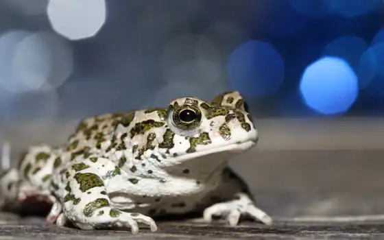 toad, cover, зелёный, european, animal, амфибия, канал, youtube, лягушка, id