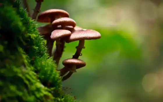 мох, mushroom, depth
