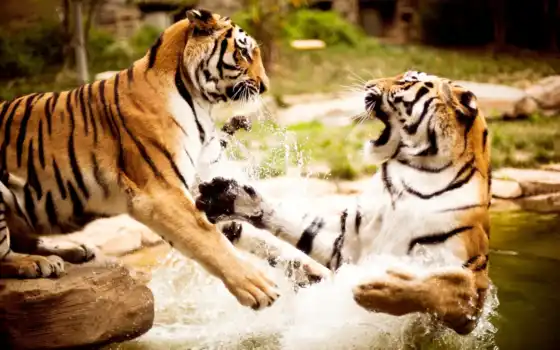 тигры, животные, близкие, животные, тигры, все, что угодно, борьба,