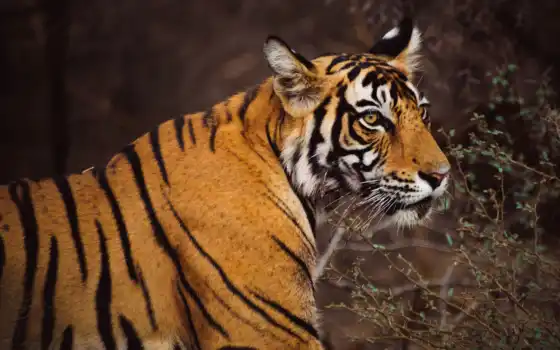 тигр, тигре