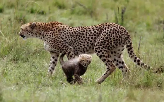 гепарды, материноство, 
