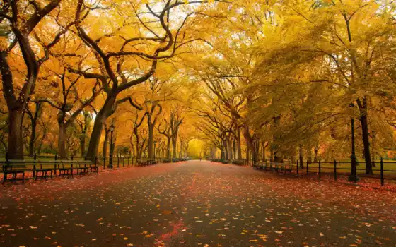 осень, парк, листья, деревья, природа, желтые, 