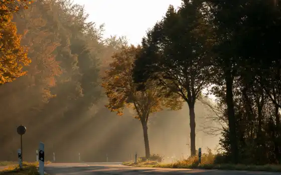 осень, дорога, деревья, свет, природа, лес, 