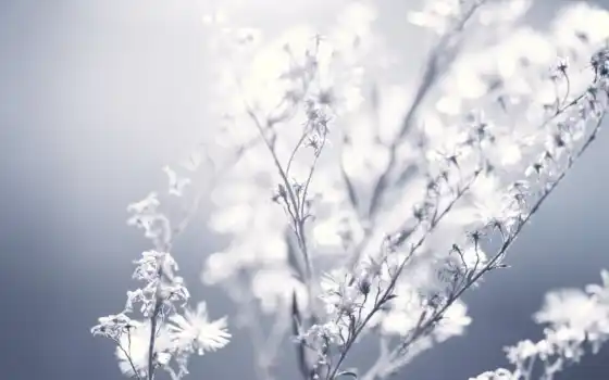,, белый, природа, небо, ветка, дневное время, прут, мороз, цветок, зима, иней