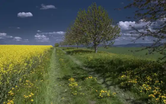 небо, цветы, поле, трава, дерево, одуванчик, облако, дорогой, ноутбук