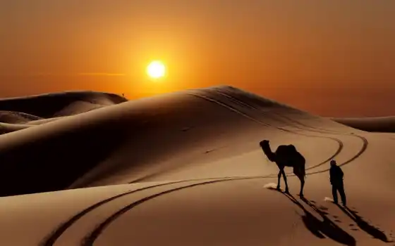пустыня, верблюд