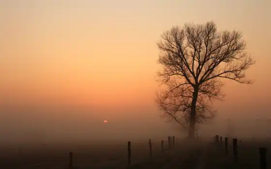 туман, дерево, природа, закат, забор, картинка, картинку, 