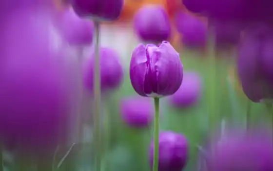 живые, тюльпаны, мысли, тюльпаны, фиолетовые, хитрые,