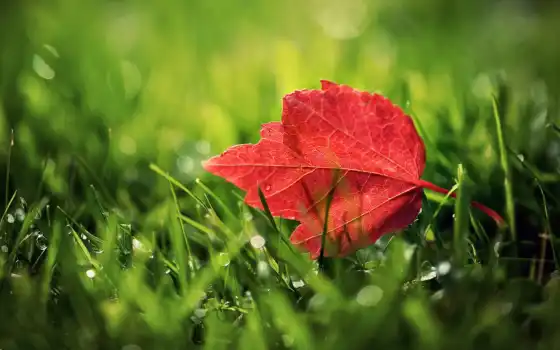осень, листья, science, pictures, mobogenie, maple, 