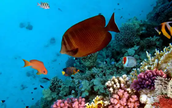 рыбки, фотообои, тропические, underwater, мебель, кораллы, world, за, цена, rub, желтые, 