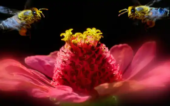 насекомое, пчелка