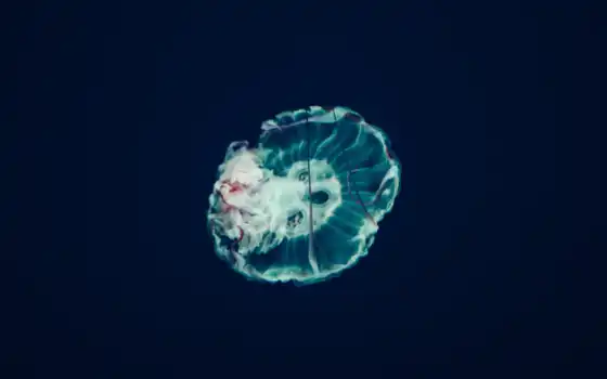blue, jellyfish