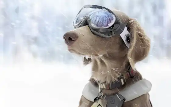 собака, снег, очки, зима, стекло