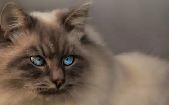 кот, синий, глаз