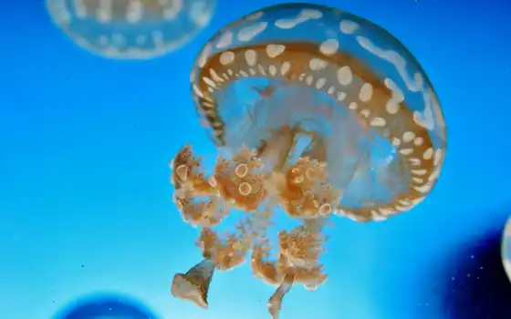 вода, мир, подводный, медуза, животные, 