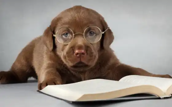 Собака, очки, книга, коричневый