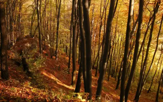 лес, деревья, осень, молодые,