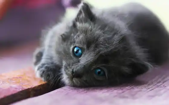 gatto, azzurr, con, glus, челюсти, carino, маленький, серый, котенокок