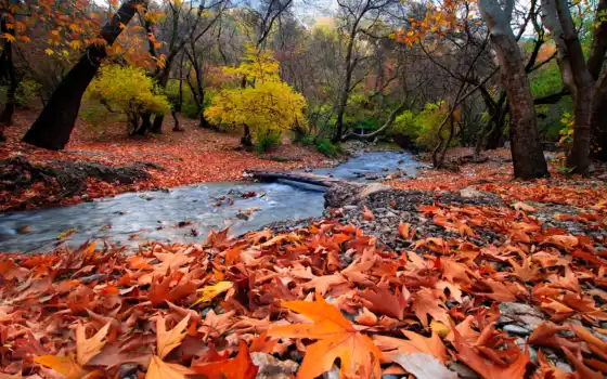 зрелые, осень, глоток, аутунно, монтагна, река, форе, красный, лист, paesaggi