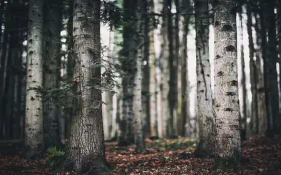 деревянные, лесные