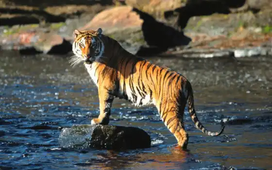тигр, животное, национальный, бенгальский, парк, кот