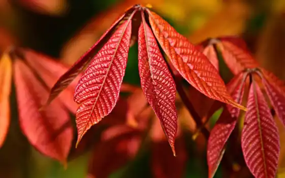 leaf, vein, maple, окно, растение, pattern, канада, much, листва, sing