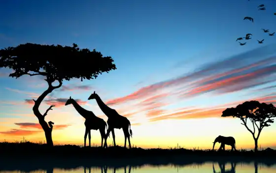 африка, жирафа