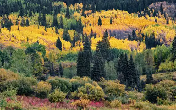 отец, тот, Джозеф, Колорадо, цвет, дерево, изобразительное, искусство, гора, аспен