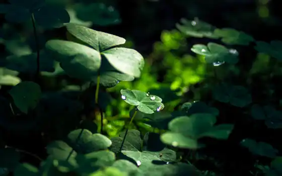 лист, природа, вода, капля, трава, фон, зеленый, фото