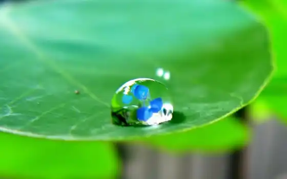 water, drop, drops, leaf, 