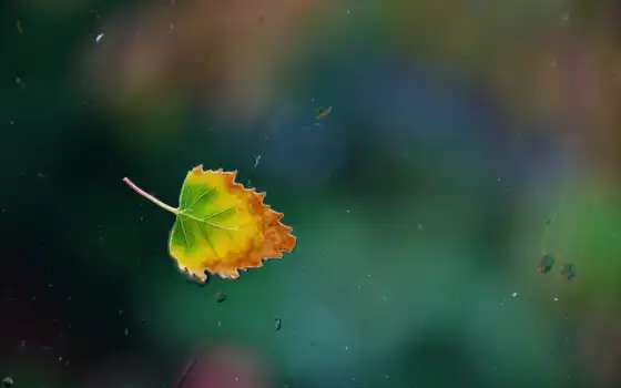 лист, осень, water, glass, капли, дождь, окно, leaf, rainy, one, 
