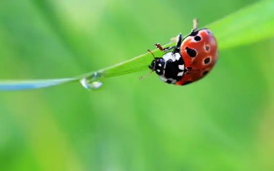 ladybug, животные, 