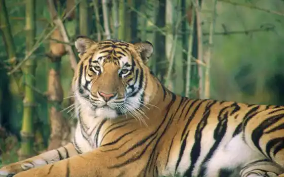тигры, тигр, белый, только, подвид, tigris, индийский, 