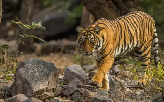 тигр, бенгальский