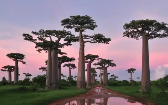baobab, ekvatorial