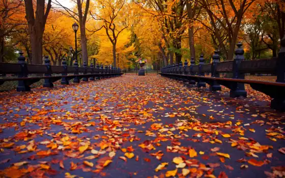 лист, парк, осень, деревянный, йорк, скамейка, новый, практичный, пир