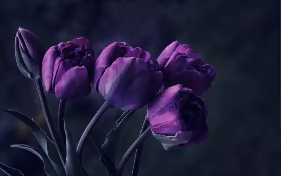 фиолетовые, цветы, тюльпаны, 