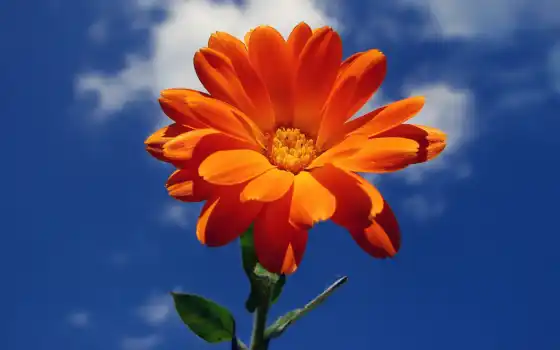 цветы, оранжевый, небо, summer