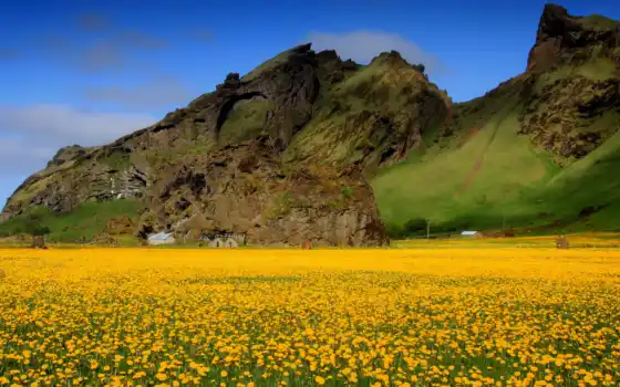 поле, цветы, небо, горы, долина, картинка, одуванчики, 