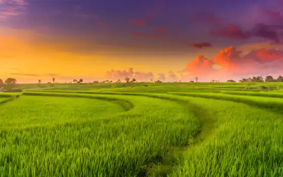 поле, пейзаж, рахмад, геаван, фен, иллюстрация, рис