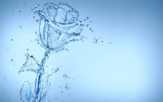 вода, роза, капля