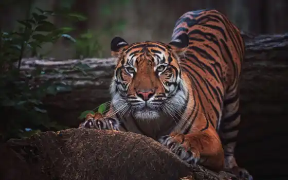 тигр, иллюстрация, ай, рождающийся, ветвь, яростно, стебель, добыча