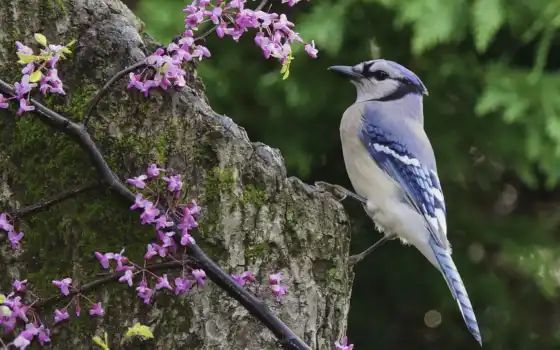 джей, птица, синий, животное