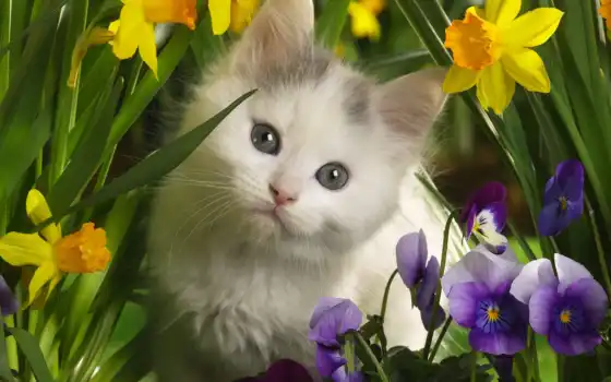 обои, котёнок, цветы, цветах, котенок, рыжий, коти