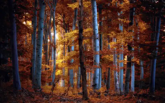 jesen, настольный, позадин, схожий, ос, свободный, лес, сеньонди,