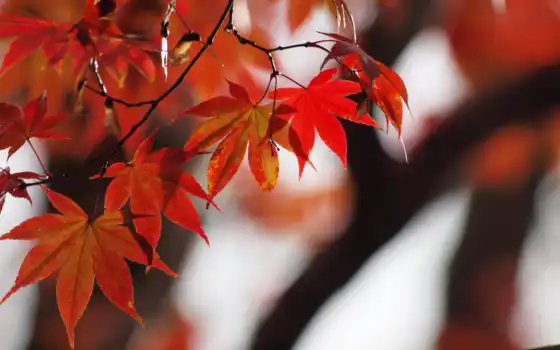 япония, осень